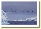 Antarctica06919